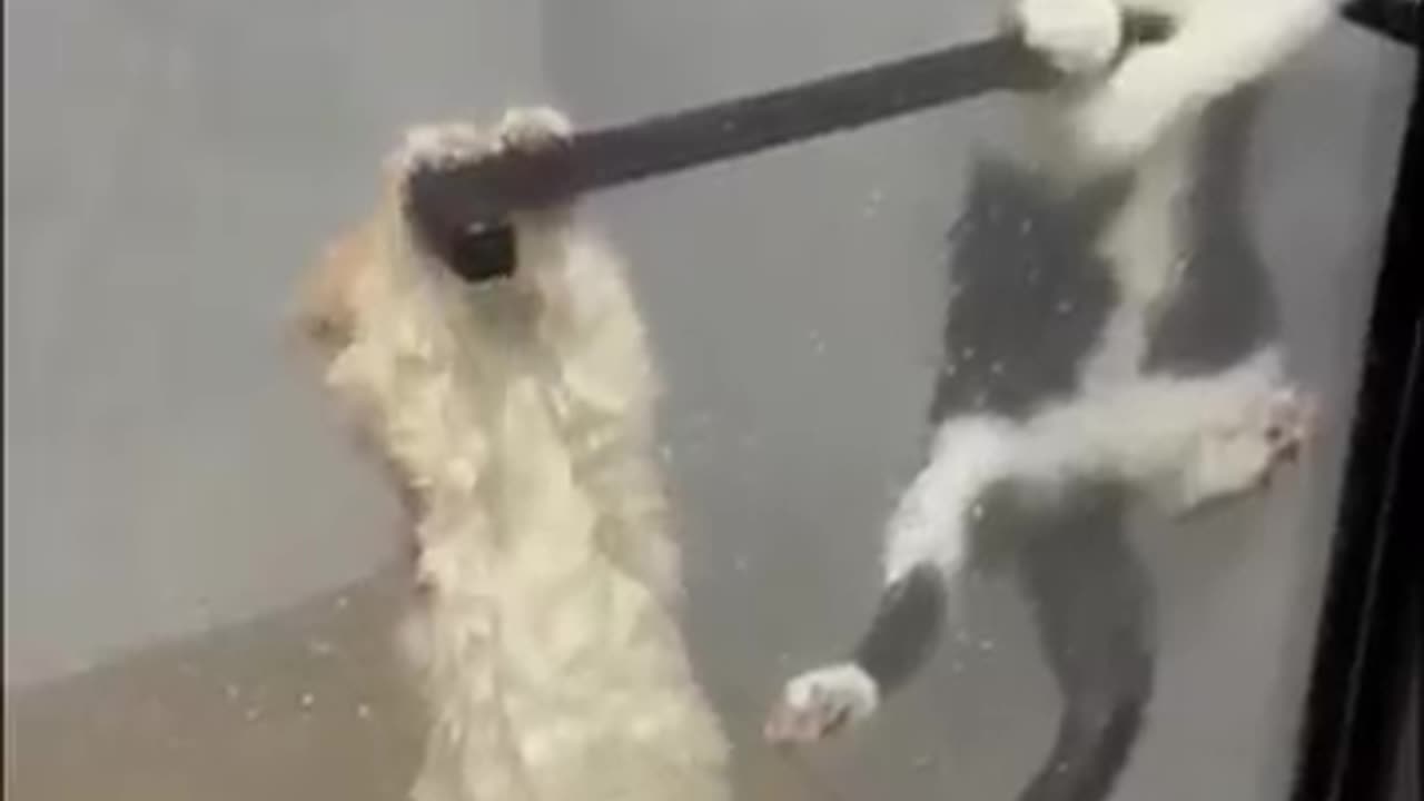Cats Getting Soggy
