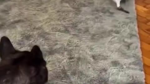 Dogs and birds