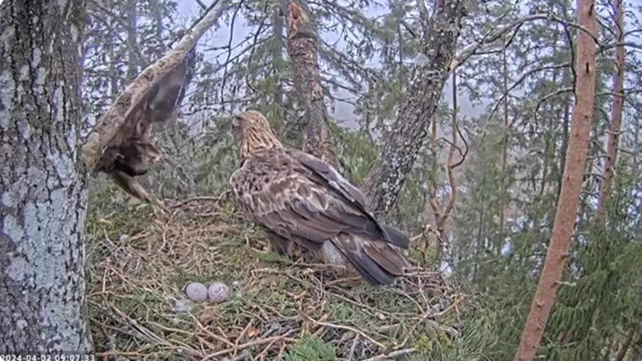 Breakfast changeover for Estonian Golden Eagles. Kotkaklubi. 02 April 2024