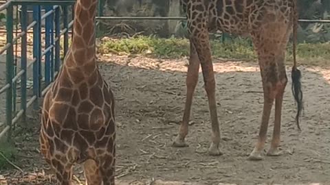 World Biggest Giraffe in the Bangladesh zoo