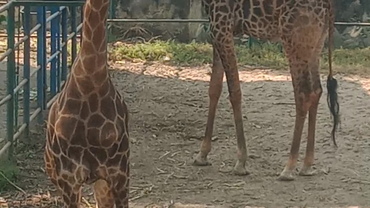 World Biggest Giraffe in the Bangladesh zoo