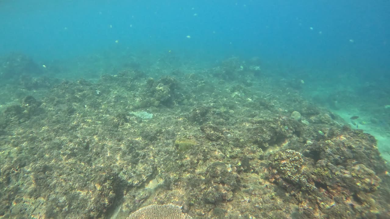 Snorkeling Adventure: Beautiful Fish & Enormous Blue Starfish! 🌊🐠⭐