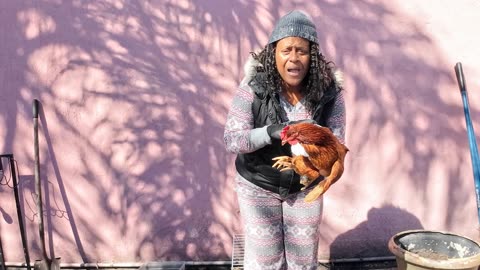 “I Had to Be the Vet Emergency Rescue for a Hen with a Broken Wing!”