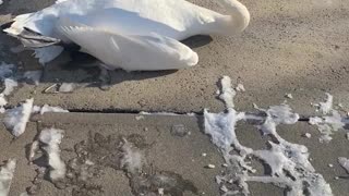 Swan Saved!…