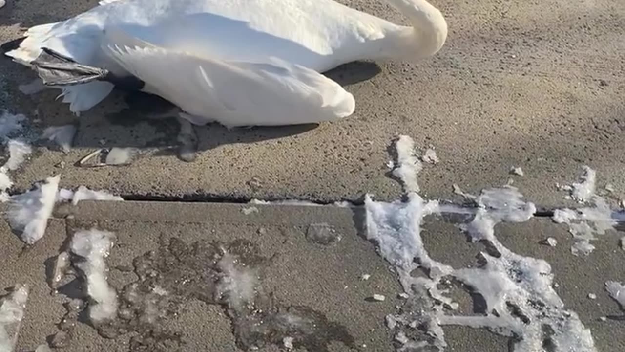 Swan Saved!…