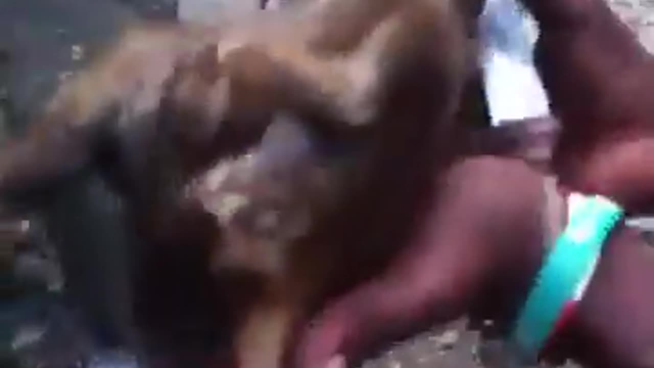 Hatian Posting a Video proving they Do Eat Cats to Survive.