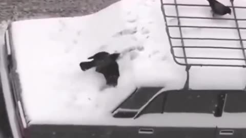 Crows having fun in the snow