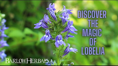 The Health Benefits of Lobelia