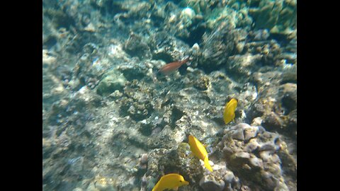 Snorkeling, Capt Cooks bay