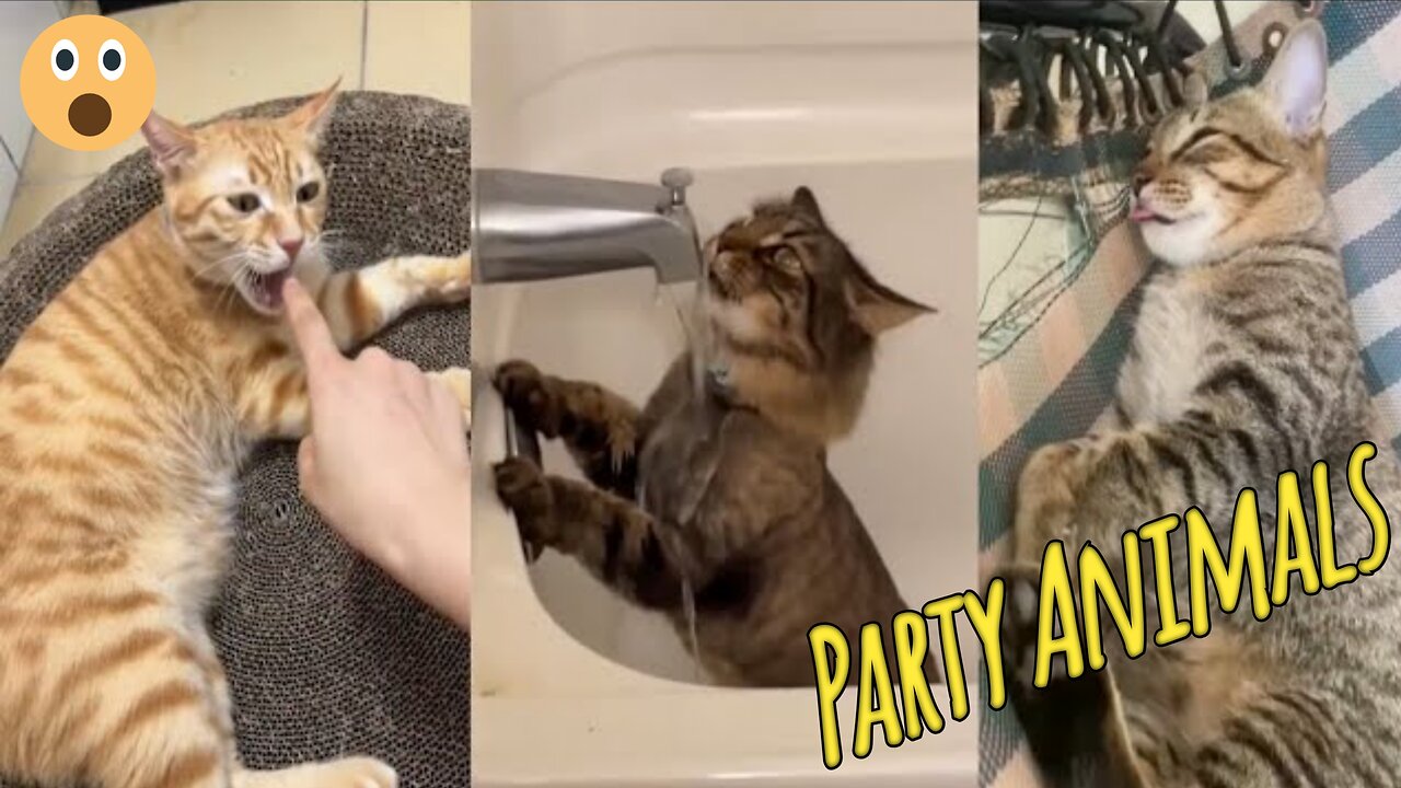New Funny Animals Videos of Week | Try Not To Laugh Funny Cats and Dogs Videos 2025