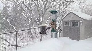 🔴 Live Cam Bird Feeder - Snowy Winter Countryside Backyard Birds and Squirrels watch after Snowfall