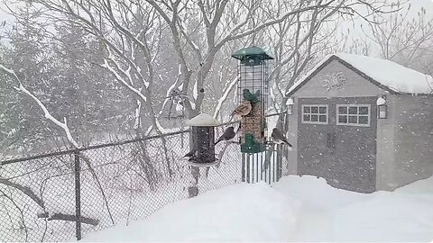 🔴 Live Cam Bird Feeder - Snowy Winter Countryside Backyard Birds and Squirrels watch after Snowfall