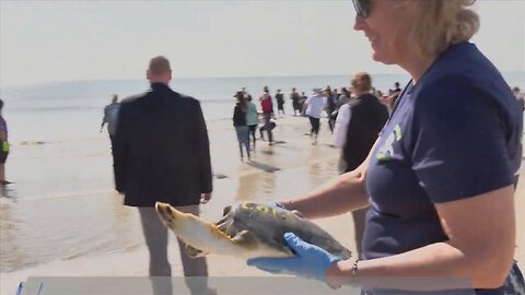 Rescue efforts save hundreds of cold-stunned sea turtles in the Florida Panhandle