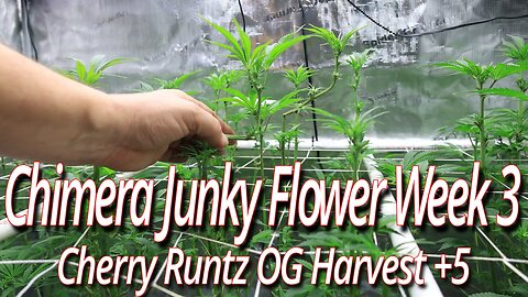 Chimera Junky Week 3 Of Flower, Blackdog LED Full Garden Update