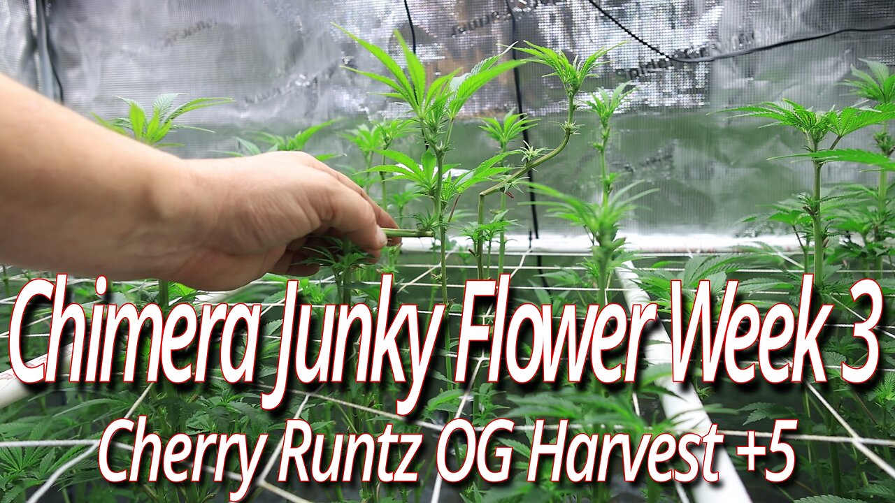 Chimera Junky Week 3 Of Flower, Blackdog LED Full Garden Update