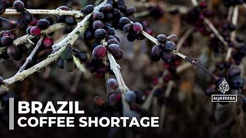 Brazil's coffee shortage: Producers work to mitigate climate change impacts