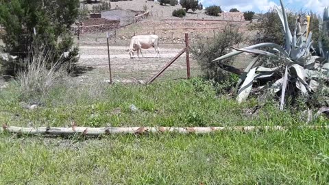 Santa Isabel Chihuahua 3