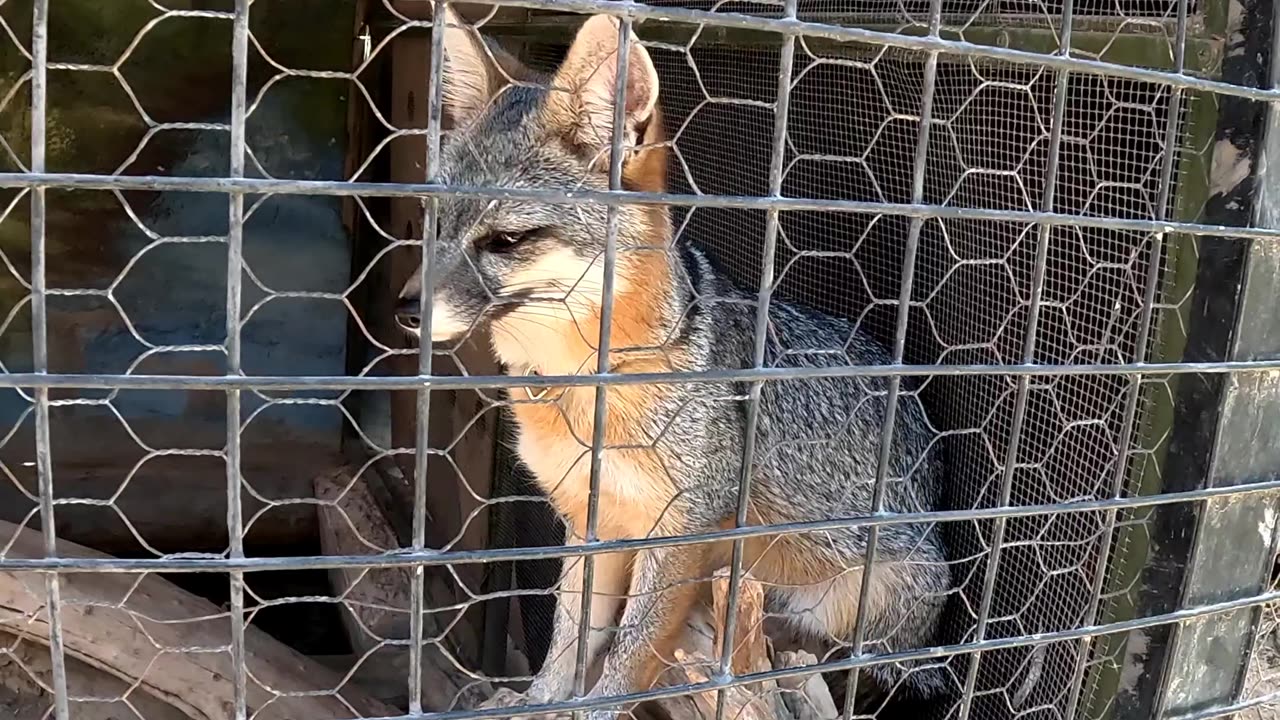 Grey Fox at the Reptile Zoo in La Paz Mexico