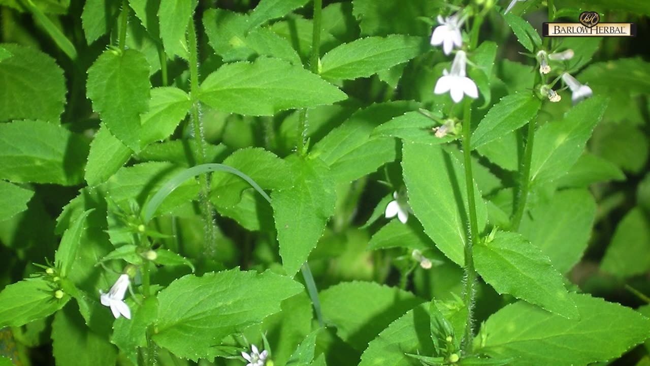 The Health Benefits of Lobelia