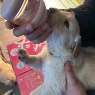 Sounds of a Puppy Nursing