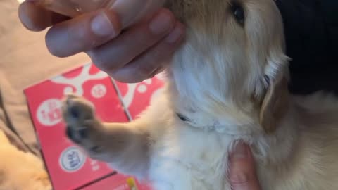 Sounds of a Puppy Nursing