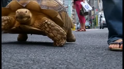 Incredible relation! A Man and best Friend Giant Turttle!