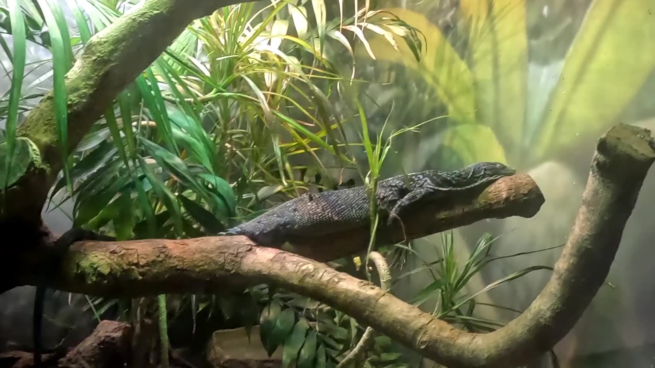 Blue Tree Monitor at the San Diego Zoo