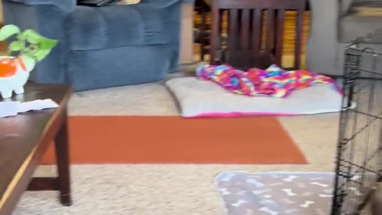 If you need convincing to get another chihuahua, watch this.
