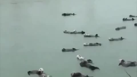 Sea otters floating around with their kids..😊