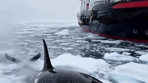 Marine biologists rescue an orca and remove barnacles for a fresh start