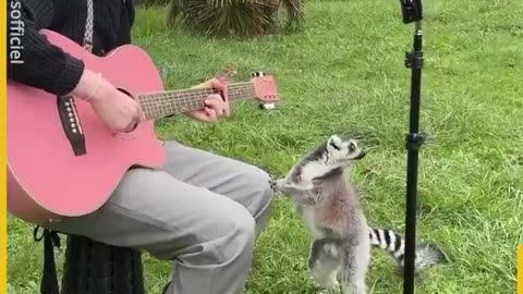 I sang for elephants and look at their reactions