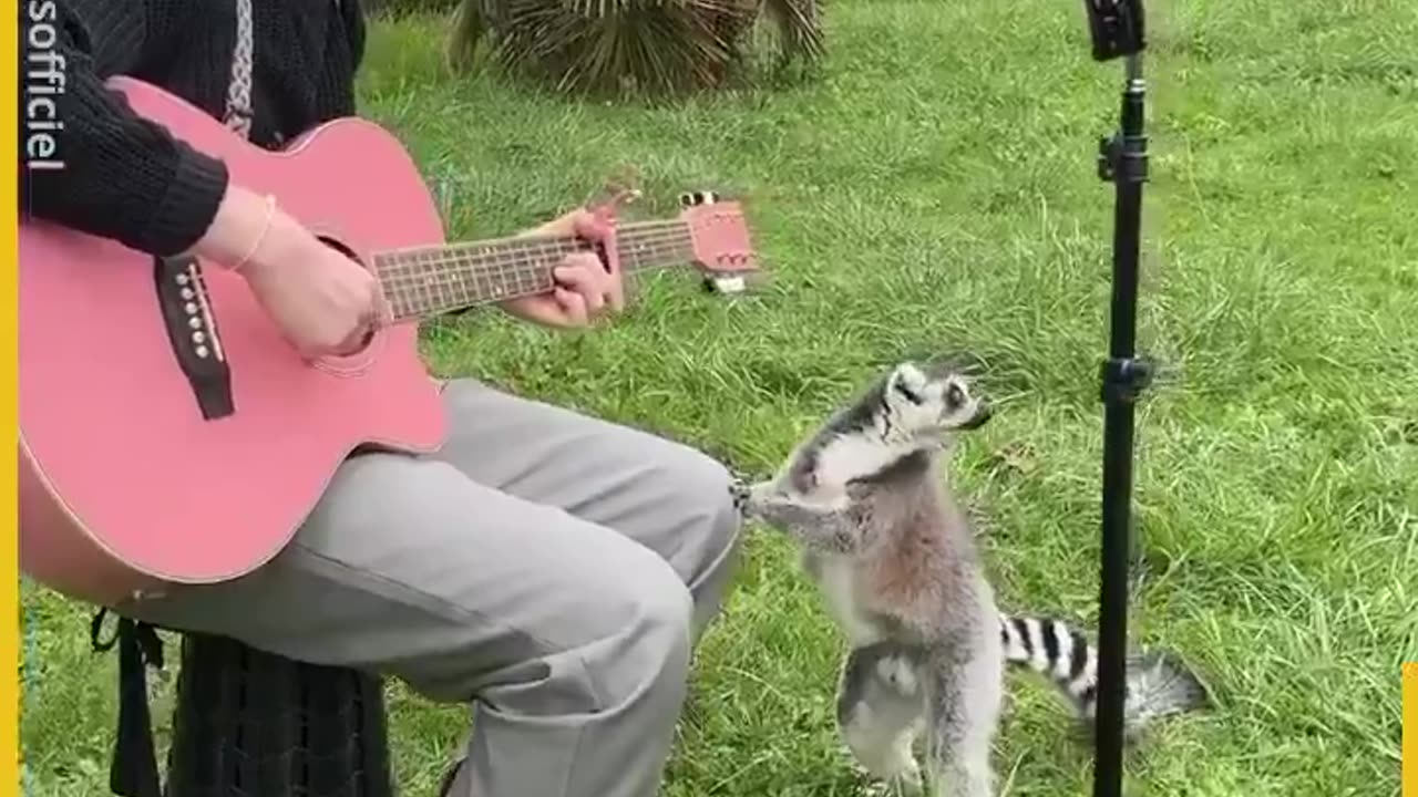 I sang for elephants and look at their reactions