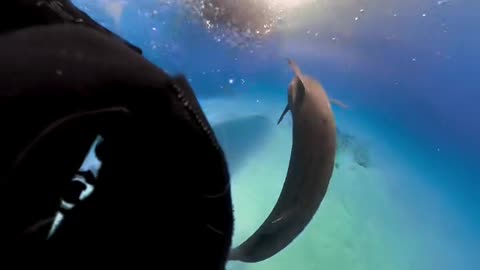 A Camera Swallowed by a Shark: An Unbelievable Inside View!