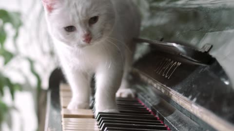 Funny Cat on Piano