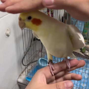 Adorable Parrots Bringing Joy