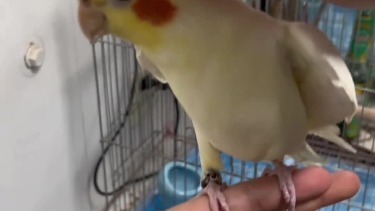 Adorable Parrots Bringing Joy