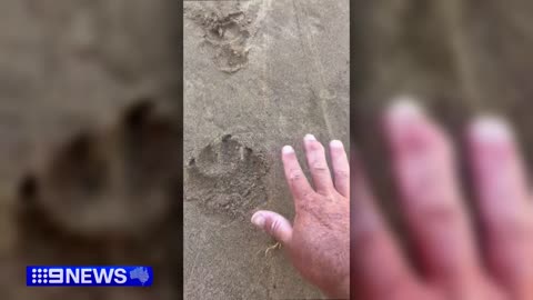 Large paw prints found in Blue Mountains reignites panther mystery _ 9 News Australia