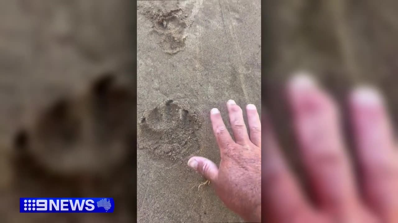 Large paw prints found in Blue Mountains reignites panther mystery _ 9 News Australia