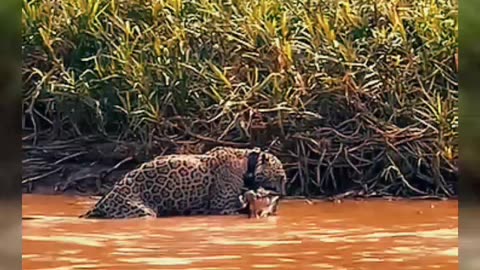 Tiger bite Crocodile