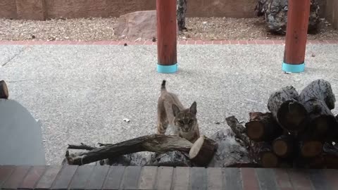 Bobcat Family Visits New Mexico Home