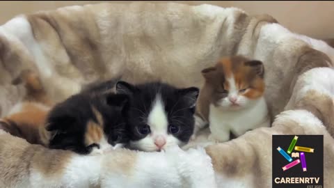 Cute kittens