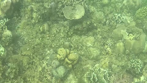 Morning Snorkeling