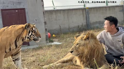 Unbelievable Friendship with Lions and Tigers"