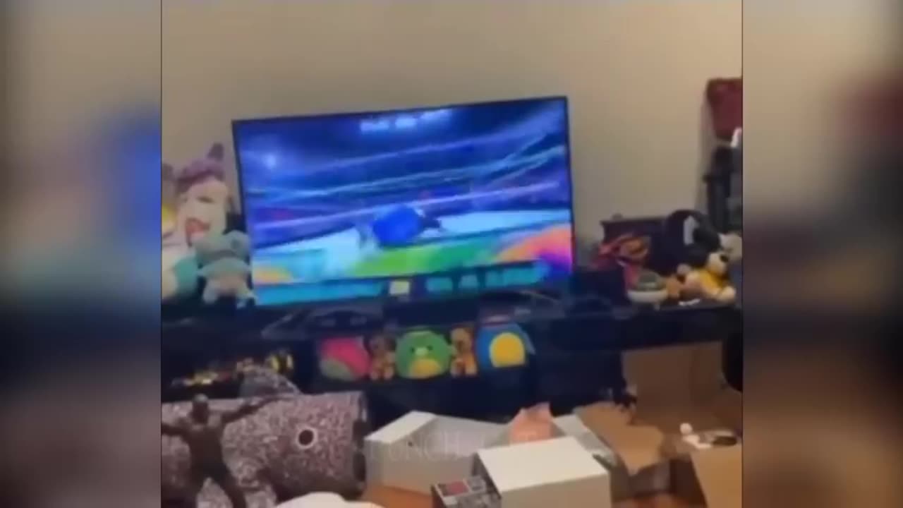 New Funny Cat Videos 2025