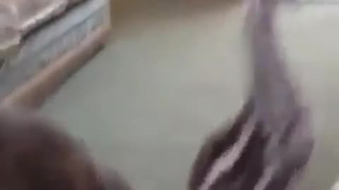 Different Type Of Pet
