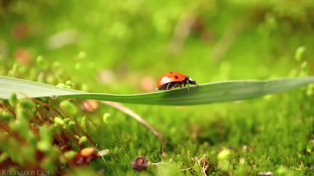 Nature Relaxation Scene with Music