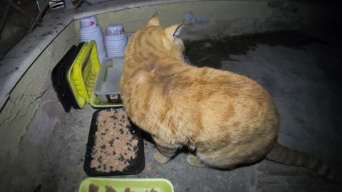 Homeless cat in Ras Al Khaimah, UAE: CHRIS MARTIN #cat #cats #ChrisMartin #pet #ae #UAE #pets #viral