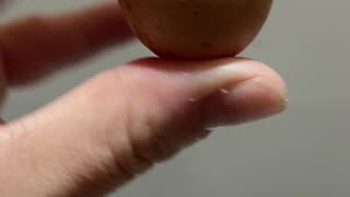 Worlds tiniest chicken egg?