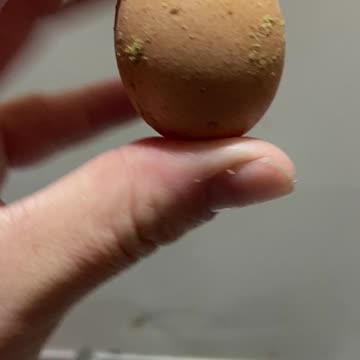 Worlds tiniest chicken egg?