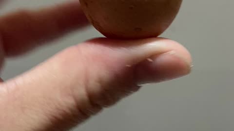 Worlds tiniest chicken egg?